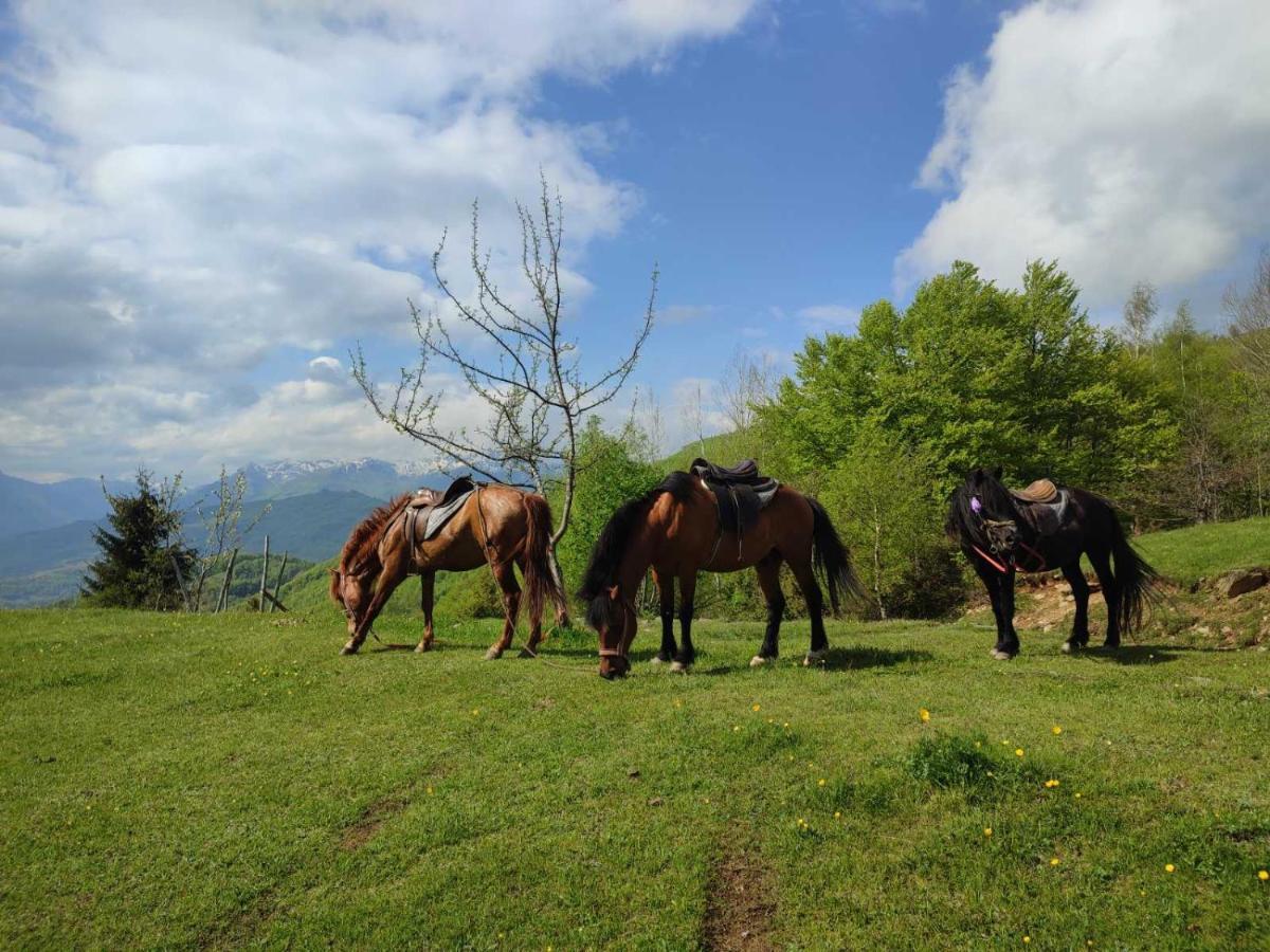 Koliba Marijanovic Villa Andrijevica Dış mekan fotoğraf